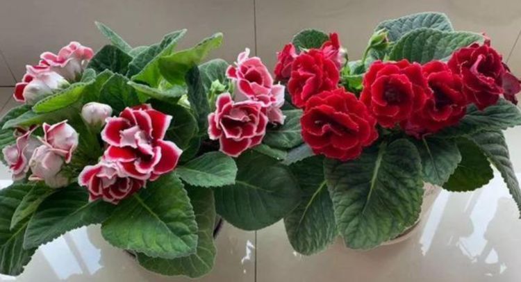 阳台养花，不妨养这4款植物，花开美观又大气，花色艳丽灿烂无双