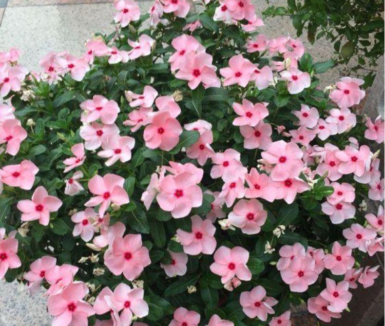 4种花很好养,栽土里就活,美丽鲜花,家里变成“小花园”