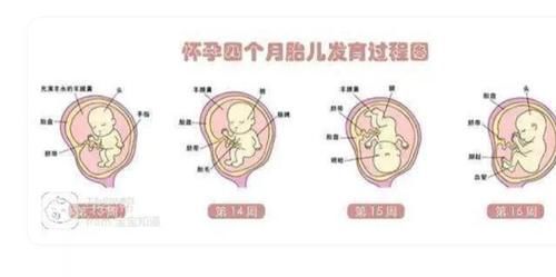 宝妈|胎儿那么大,孕妇的内脏都跑哪了?看完这张图网友表示:心疼女人
