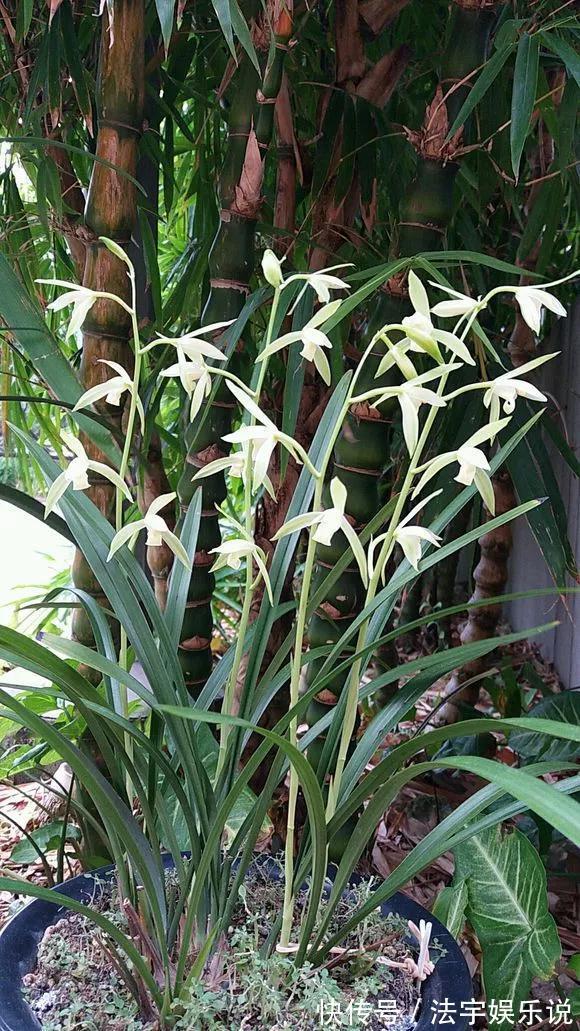 养花|淘米水啤酒水,真不如这种水,养花一绝,浇一盆旺一盆