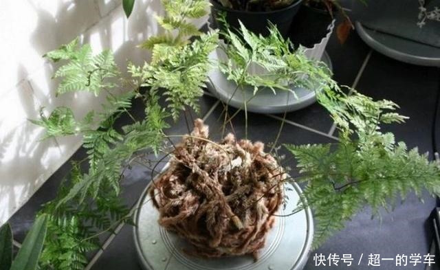 卫生间里少不了8种植物，水培土培都可以，阴凉潮湿处容易养好！