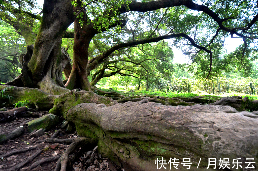 植物|农村一种植物,人称“树王”,好种容易活,做盆栽盆景漂亮