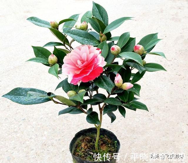 落蕾|初春养茶花,记住三个事项和注意要点,不落蕾也不掉叶