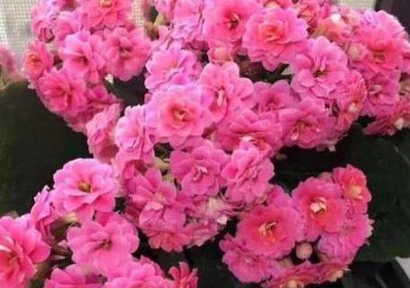 农历9月30日霜降后，养什么花？以下3种花，身心同康福寿双全