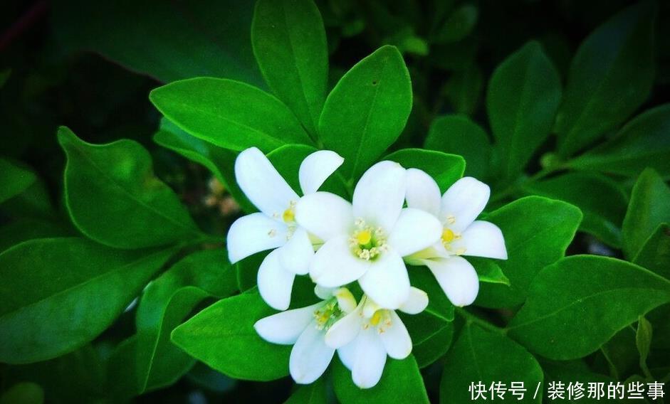 重视健康的人，从不在封闭阳台养“喷香”花，看起来很美，害处大