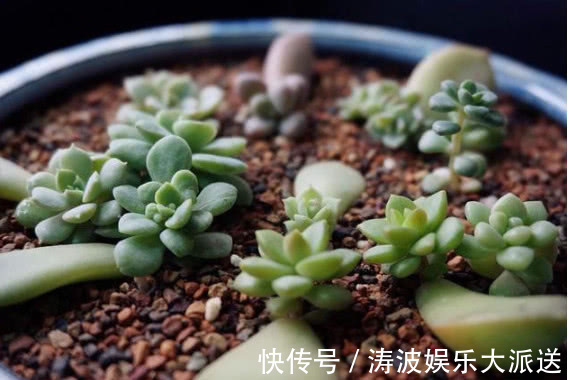 养花|多肉叶插不出芽掌握关键1点，生根出芽超快，轻松长满盆！