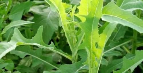 脱氧酶|埋没在农村“一种野菜”，凉血止痛、预防癌细胞，比荠菜好100倍