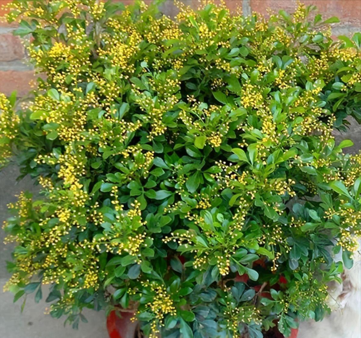 下雨天,这些花快扔出去,淋一淋,呼呼冒新芽,花开一大盆