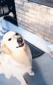 |搞笑GIF： 姐姐 你能矜持点吗