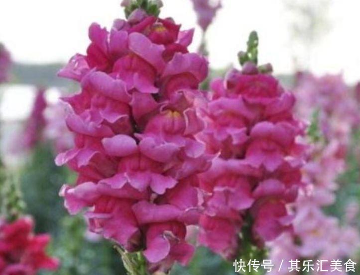 适合冬天养的花卉,好养易爆盆,家里变成温馨小花园