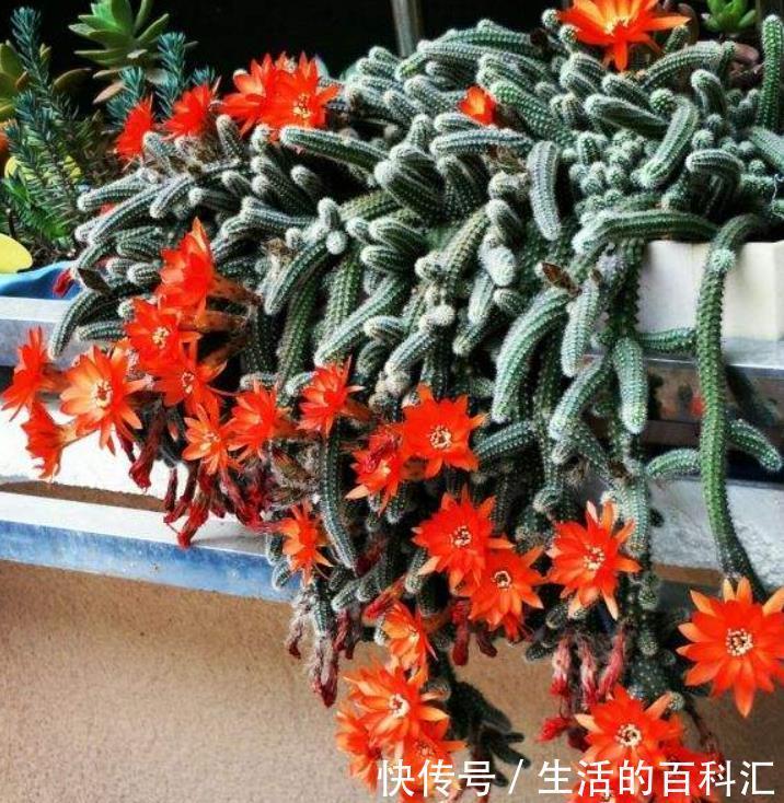 花苞|长得像毛毛虫的白檀,冬季必须要“睡觉”,做不好一个花苞也不长