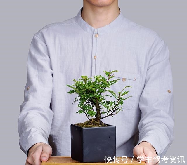 7种花，就得小盆养，盆越小水越少，长得更快！