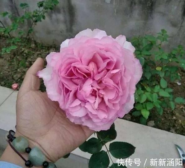 此花,比玫瑰漂亮,比桂花还香,一年能开200天,比兰花强多了