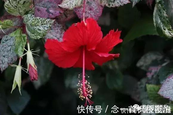 扶桑|1种花一开就是300多天,好养又漂亮,新手懒人都能养!