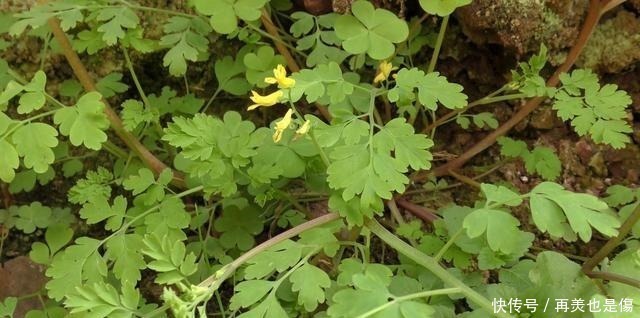 蔸部|“尿罐草”是一种野草,到底是什么样的植物呢