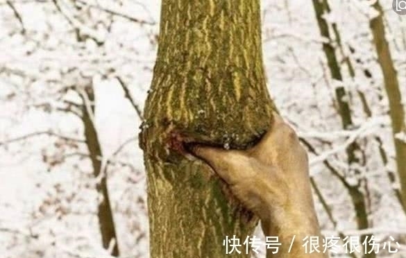 吉塞普@世界上最“孤独”的手,手指紧握树干50多年,游客:不可思议!
