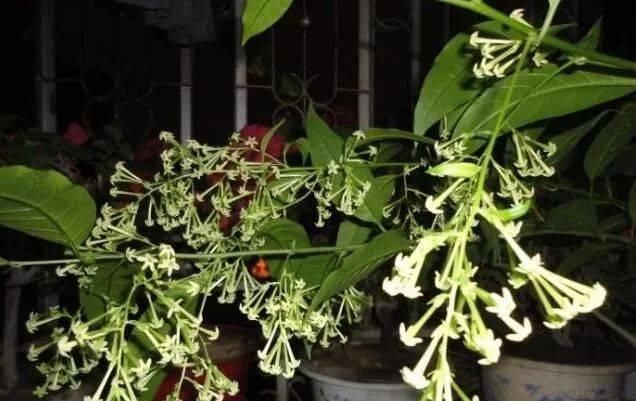 这种花比桂花香，比茉莉好闻，家里养一盆，能薰一室香