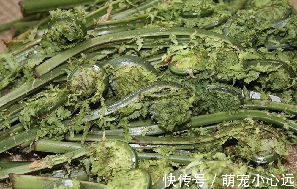 这野菜有黄瓜清香味，每年仅半个月采摘期，春天一过就成草