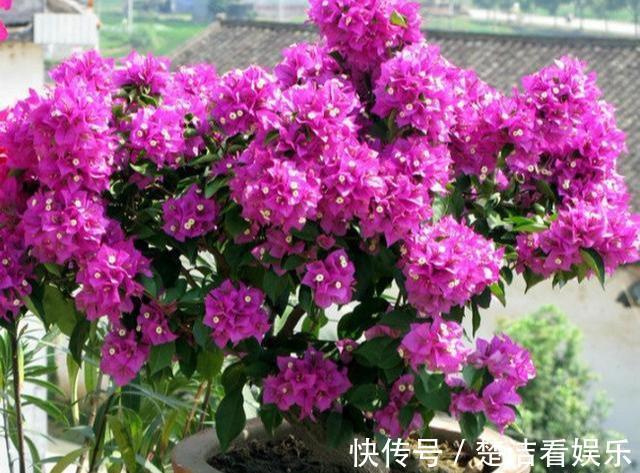 光照|秋季三角梅不开花太不正常！3个“逆袭”技巧，30天开花一大片