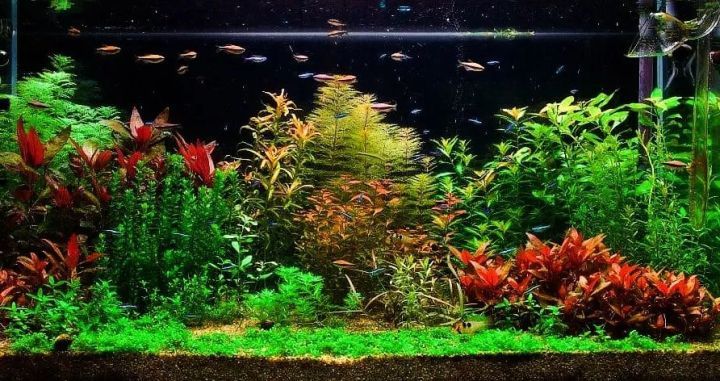 草缸二氧化碳全天开吗