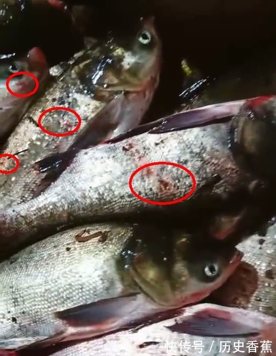 射鱼|江苏男子一天射鱼上百斤,网友热议:锚鱼已明确入刑,射鱼呢?