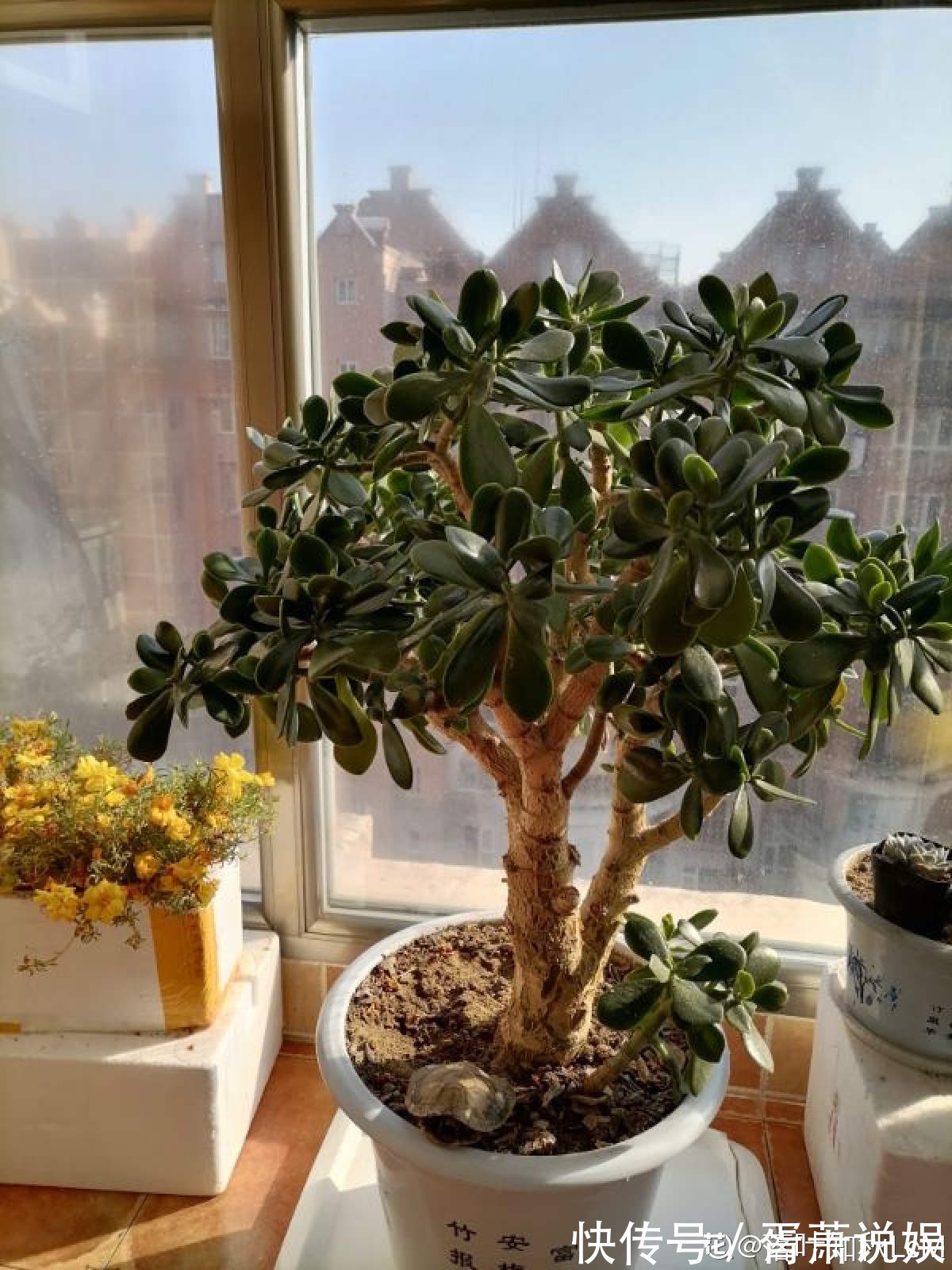 虎皮兰|3种花要“穷养”,塞进小盆少浇水,长得格外好