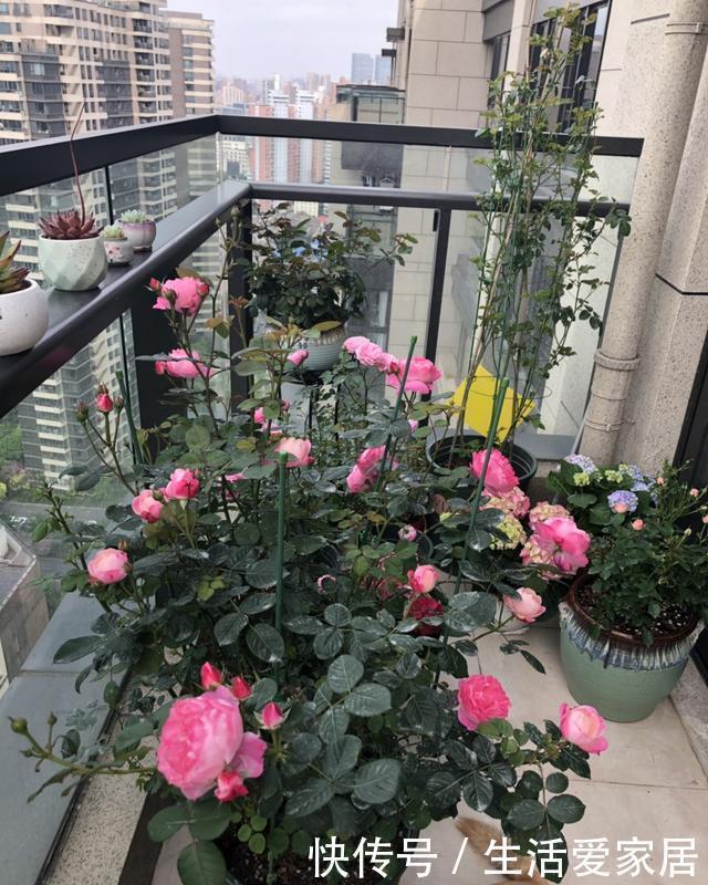 一款很“仙”的盆栽花卉,花朵又香又美,四季都开花,阳台也能养