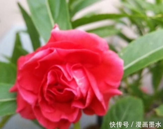 家里阳台必养此款花卉，耐寒易打理，一年四季都赏花