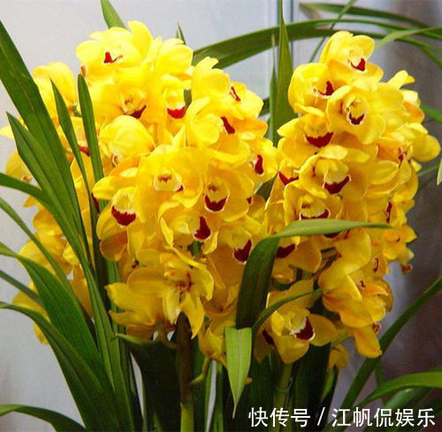 冬天开花的5种盆栽花，好养又好看，适合新手，值得拥有！