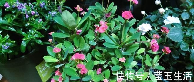 养花,什么情况下“不能施肥”看养花达人怎么说