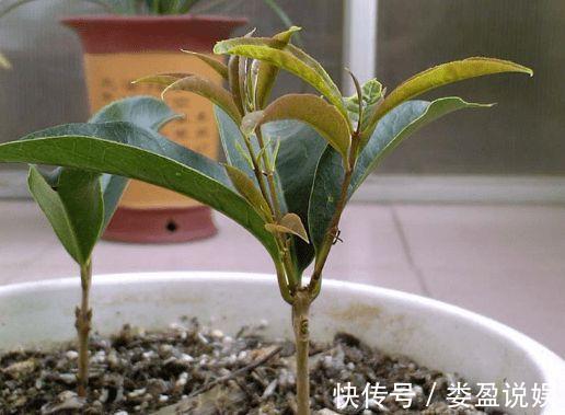 花卉|秋季养花要换盆,这几种情况换盆是“自寻死路”,不到冬天死翘翘