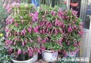 蟹爪兰|夏天养“蟹爪兰”4秘诀，叶片肥厚蹭蹭长，到了秋季就开花，管用