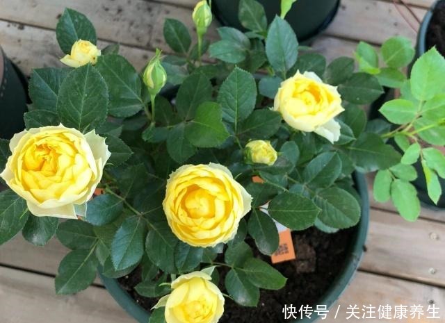 谁说月光族就不配养花这20种月季花月薪3000也能养!