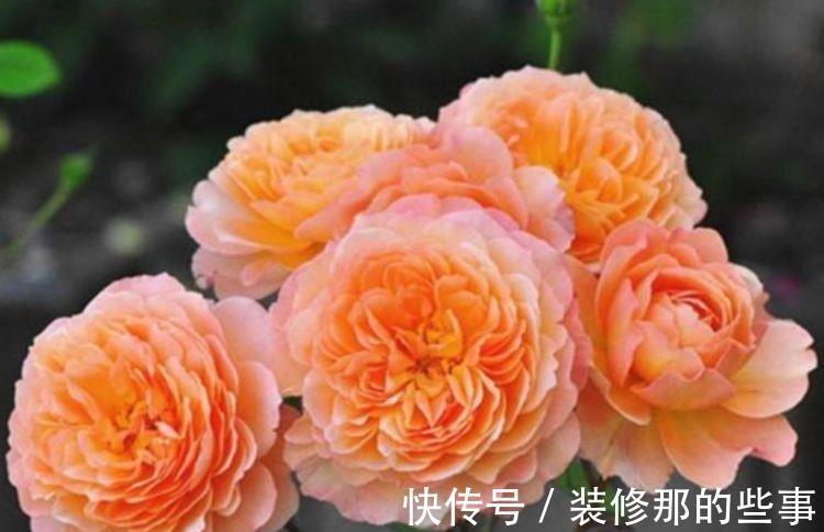 香味|春节过后养这几款植物在家里,娇小不占地,香味十分浓郁