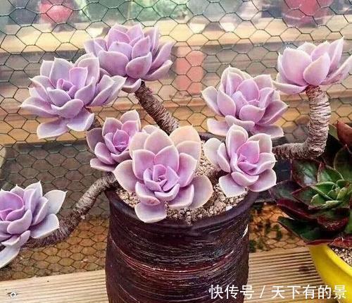 长寿花|天热了,4种花不适合“富养”,少肥少水才能安全度夏,长得健壮