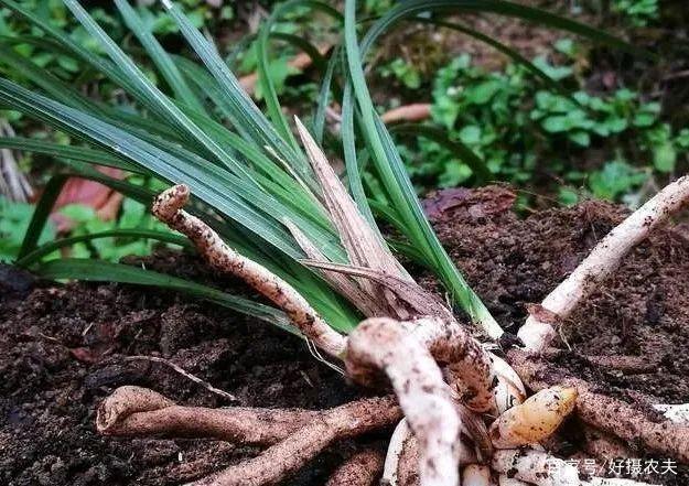 兰花换植料后，叶片有点萎蔫，是不服盆吗