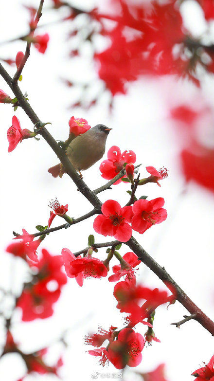 春景|立春！山城百花喜“报春”