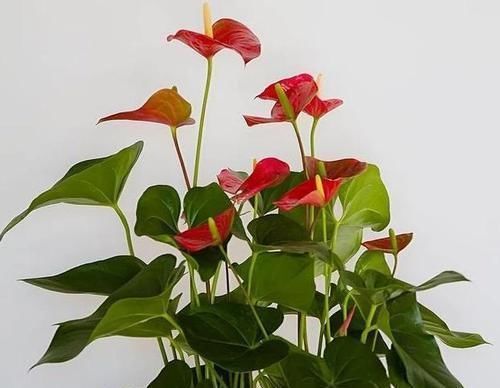 介绍一下懒人花盆,懒人盆能养红掌吗有哪些技巧