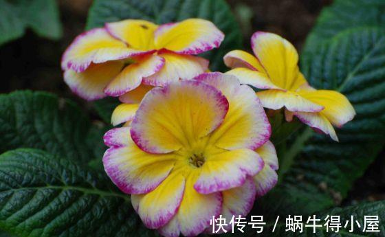 植物|农历7月10日开始,居家养这几款植物,漂亮又好养,花中劳模