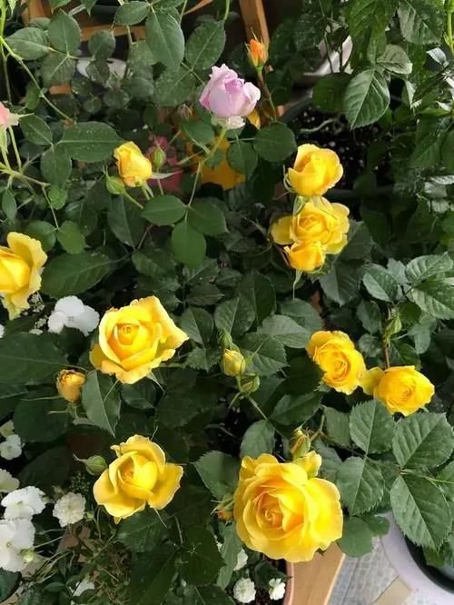 月季花|新品阳台盆栽月季，不输果汁阳台，植株低矮，四季花开，还很好养