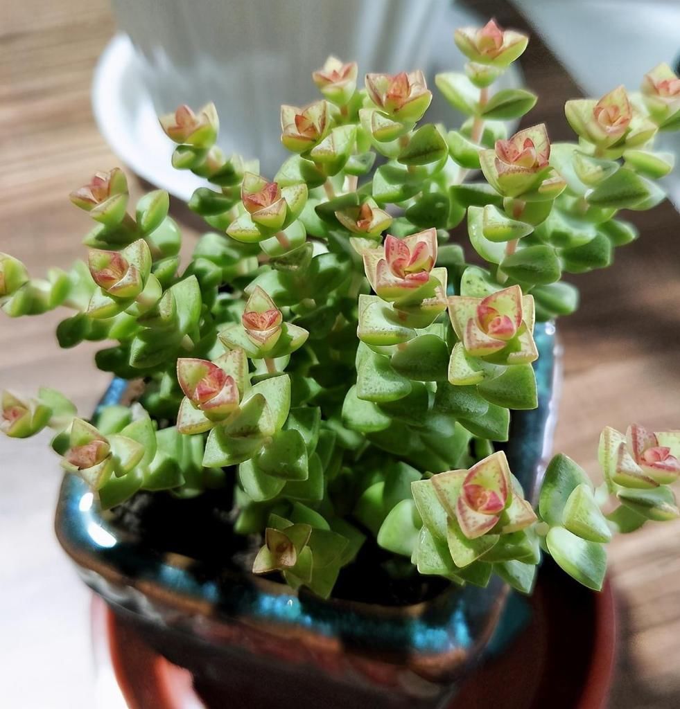  好看|养多肉小米星，掌握“3秘诀”，叶片肥美，颜色好看得不得了