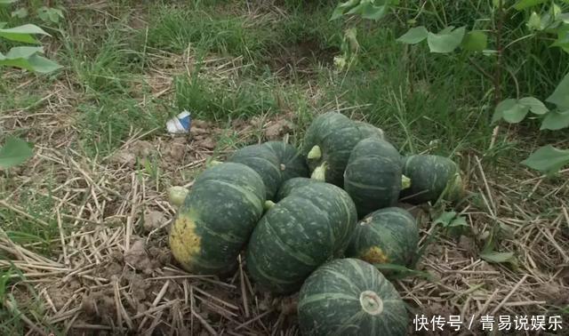 个小皮青味道好，据说这个南瓜还能吃出板栗味