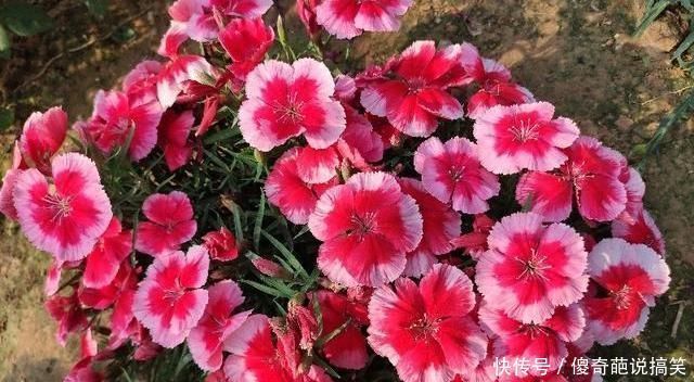 肥料|家中养花,常备“2种肥”,养啥花都行,枝叶繁茂,花满盆