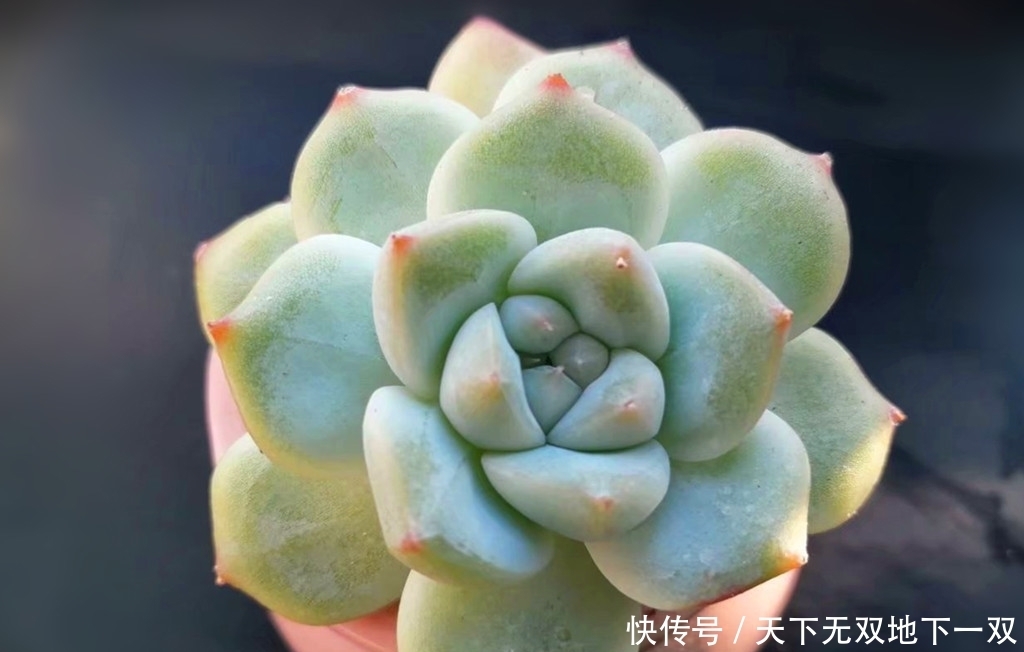 上当受骗|优选多肉的秘密,知道后可以避免上当受骗,还能繁殖出更美的肉肉