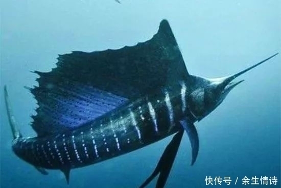 疾风一样的海洋奇鱼 尖吻能刺穿油轮钢板 还有再生功能 快资讯