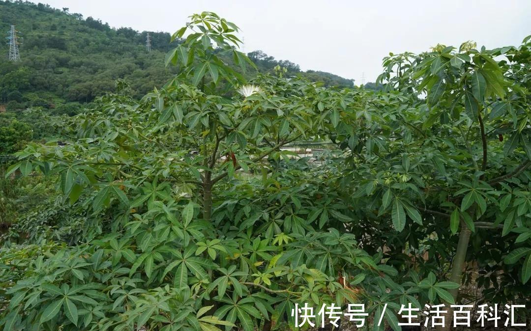养发|夏天养发财树,大水大肥“大剪刀”,新芽冒的欢,半年大一圈
