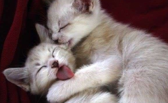 |搞笑动物夫妻睡姿，最后一张太像人类了，你们也太甜蜜了吧！