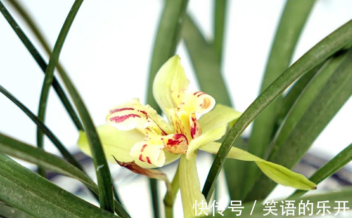 有经验的花友,都会按照4步走,总能挑出上品来,还养得超级棒