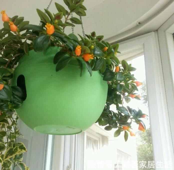 金鱼吊兰|最耐阴的盆栽植物，花叶俱美，花开不断，养护简单，室内也能养