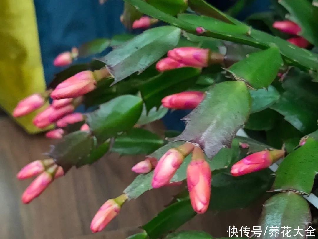 半个月|半个月没太阳,给花开浴霸补光,竟然开了300朵